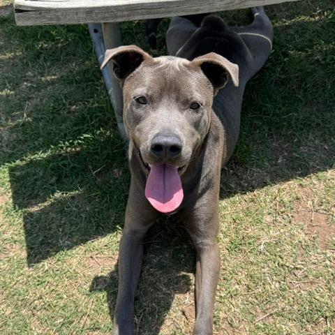 Enlarge Hugo, a Adoptable mixed breed in Norman, OK image 3/6