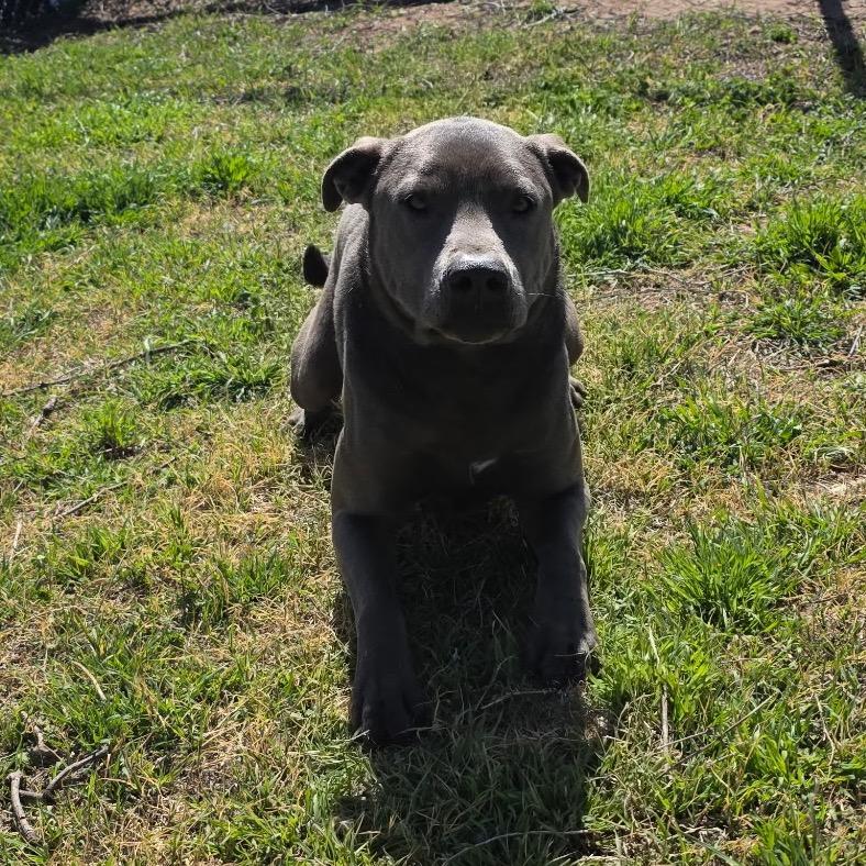 Enlarge Hugo, a Adoptable Pit Bull Terrier in Norman, OK image 3/5