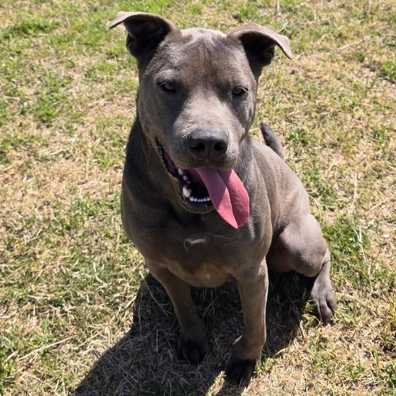 Enlarge Hugo, a Adoptable Pit Bull Terrier in Norman, OK image 4/5