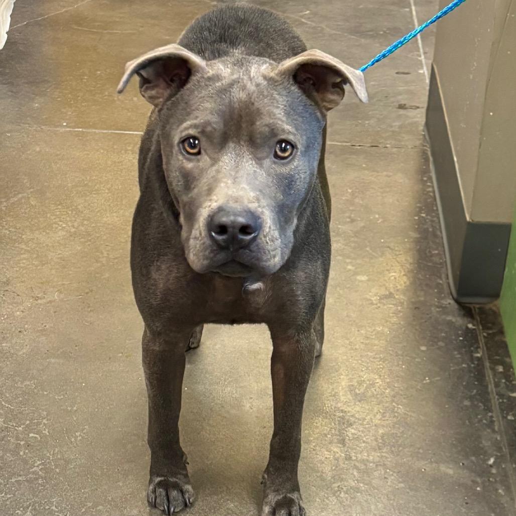 Enlarge Hugo, a Adoptable Pit Bull Terrier in Norman, OK image 2/2