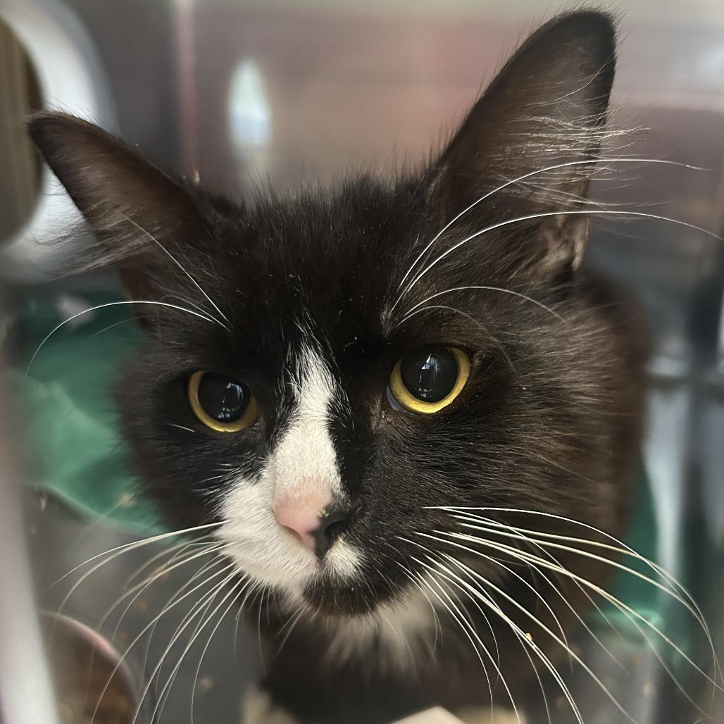 Sailor Cat Codfather, Adoptable, Kitten Male Domestic Short Hair.