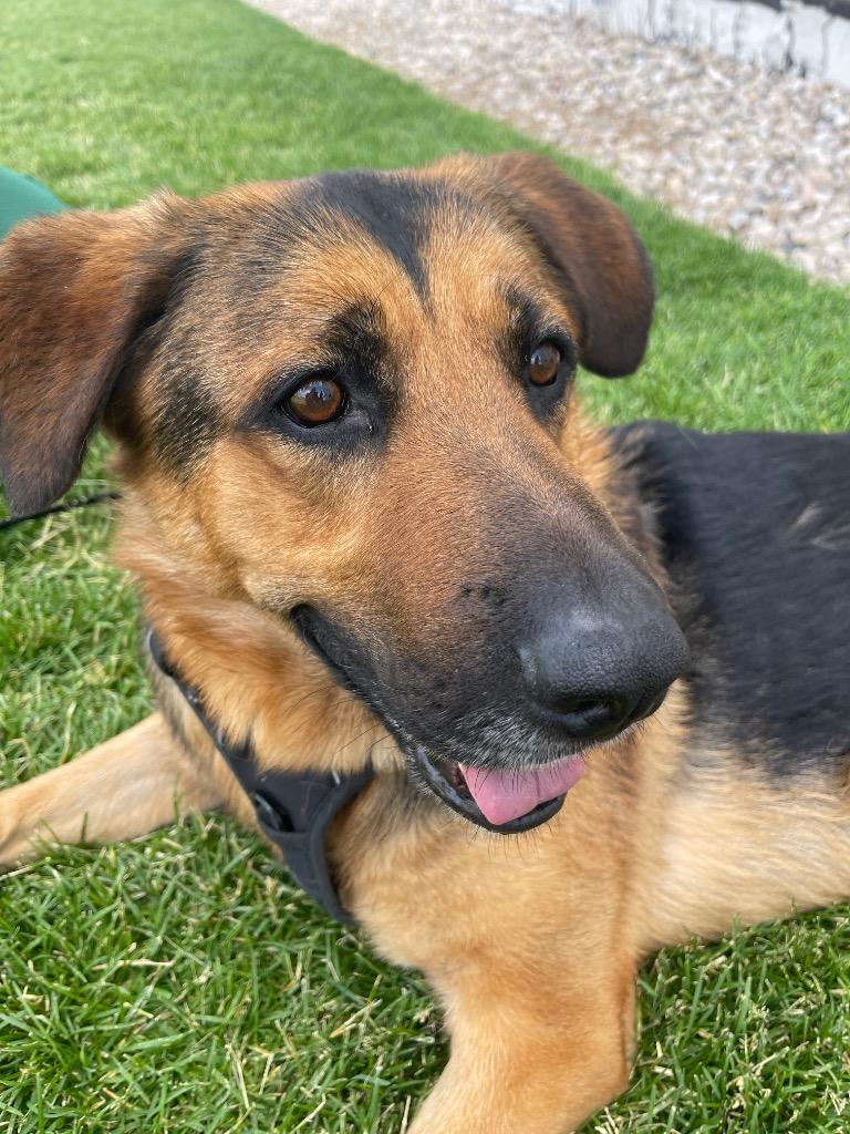 Chipmunk, Adoptable, Adult Male Mixed Breed.
