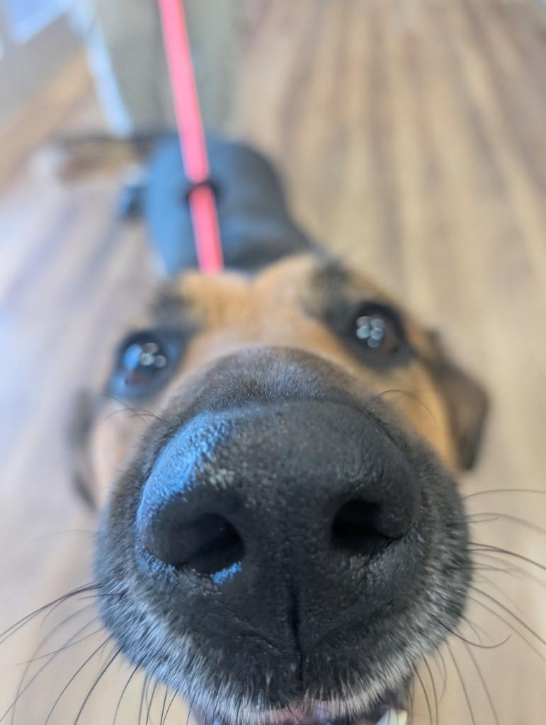 Chipmunk, Adoptable, Adult Male Mixed Breed.