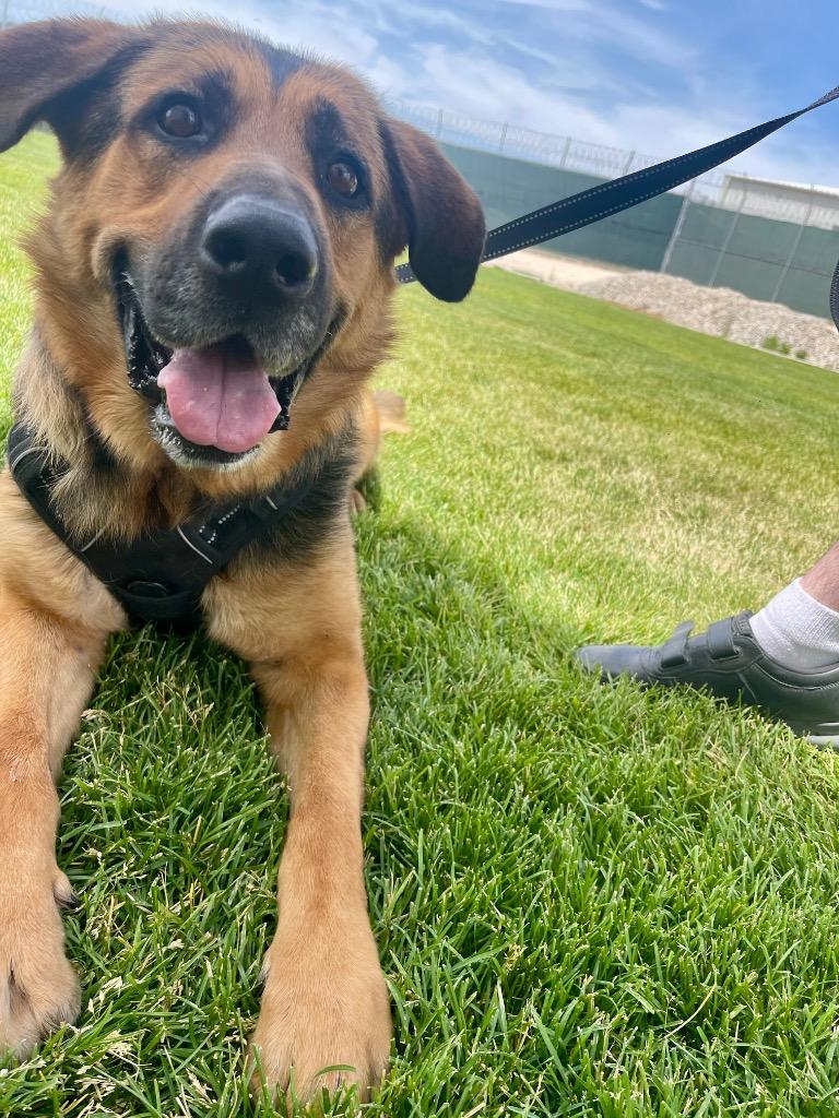 Chipmunk, a Adoptable mixed breed in Meridian, ID image 3/6