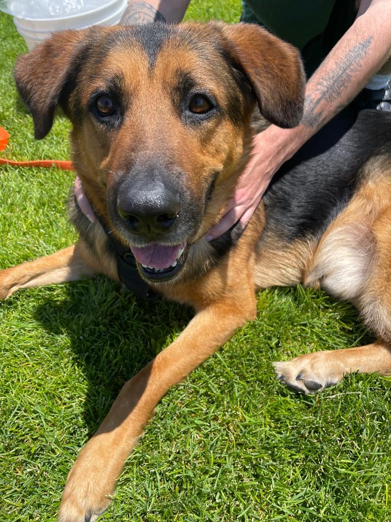 Chipmunk, a Adoptable mixed breed in Meridian, ID image 5/6