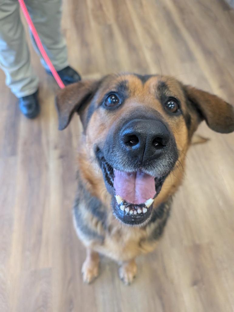 Enlarge Chipmunk, a Adoptable mixed breed in Meridian, ID image 5/6