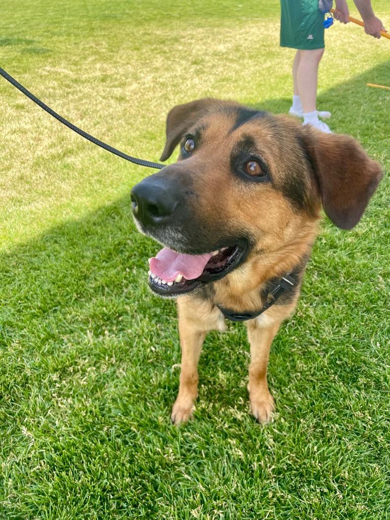 Chipmunk, Adoptable, Adult Male Mixed Breed.