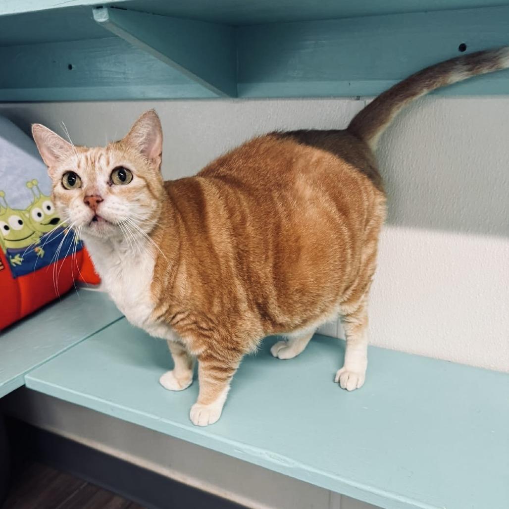 Lindsey, Adoptable, Senior Female Domestic Short Hair.