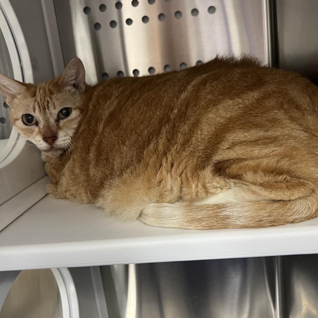 Lindsey, a Adoptable Domestic Short Hair in Lake Panasoffkee, FL image 2/6