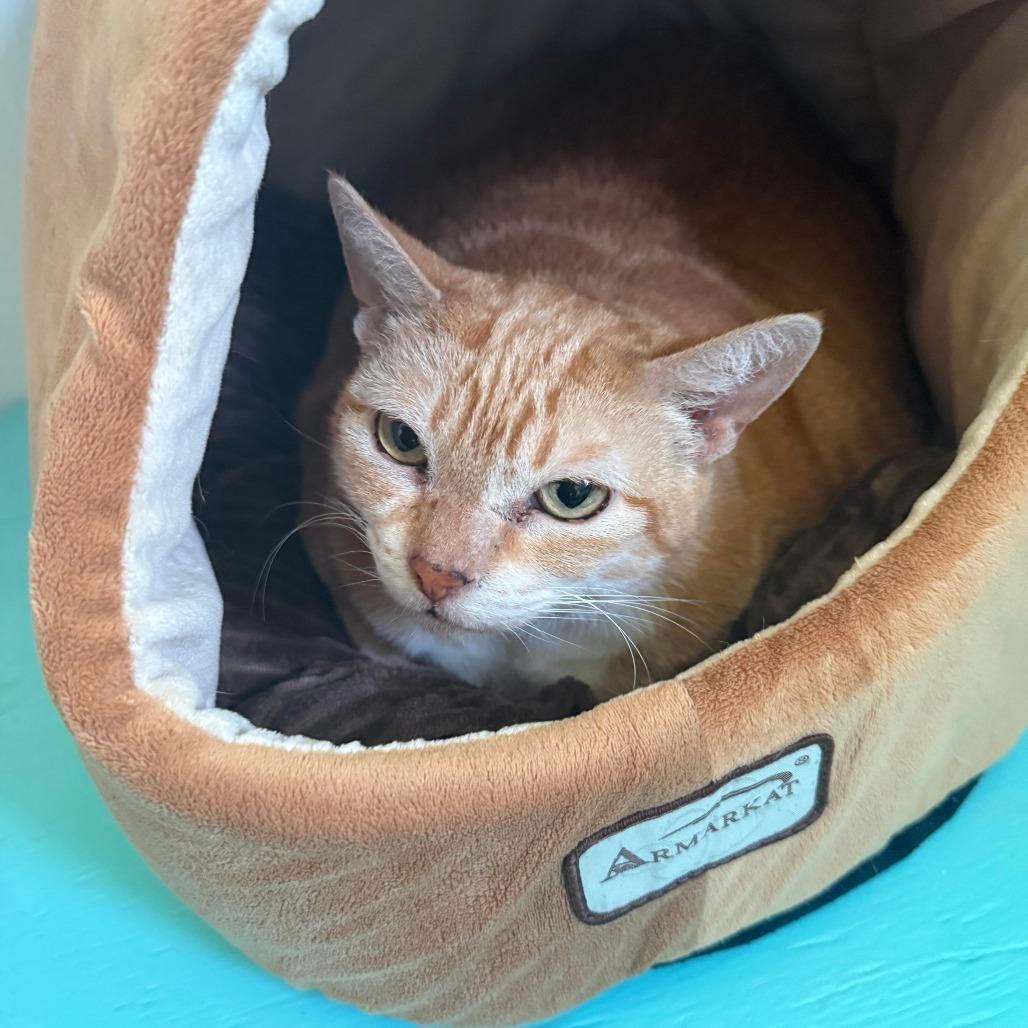 Lindsey, a Adoptable Domestic Short Hair in Lake Panasoffkee, FL image 3/6