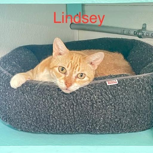 Lindsey, a Adoptable Domestic Short Hair in Lake Panasoffkee, FL image 4/6