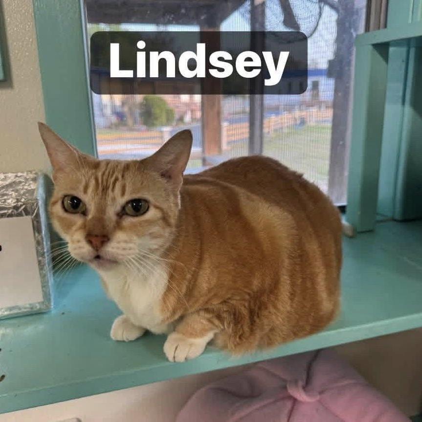 Lindsey, a Adoptable Domestic Short Hair in Lake Panasoffkee, FL image 5/6