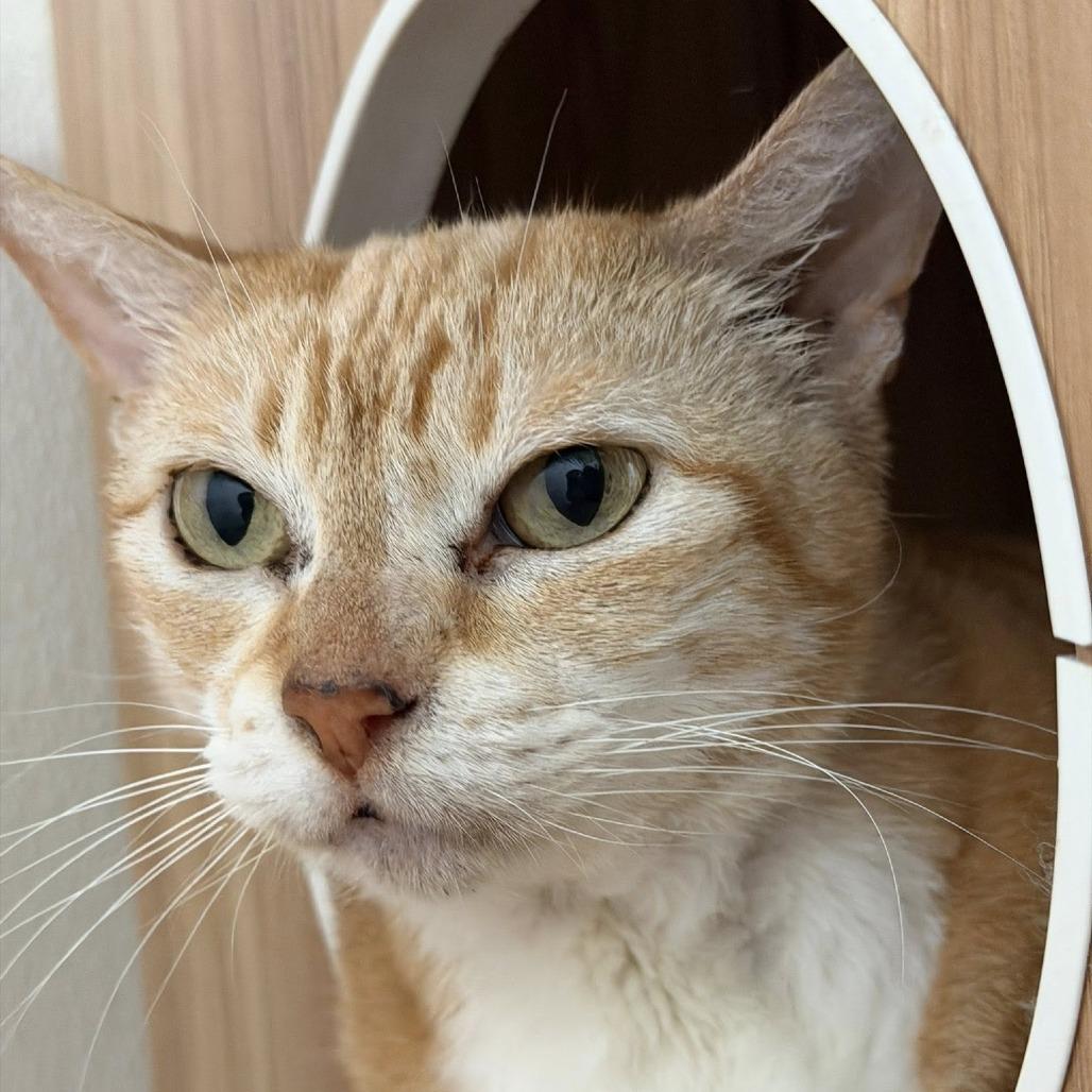 Lindsey, a Adoptable Domestic Short Hair in Lake Panasoffkee, FL image 6/6