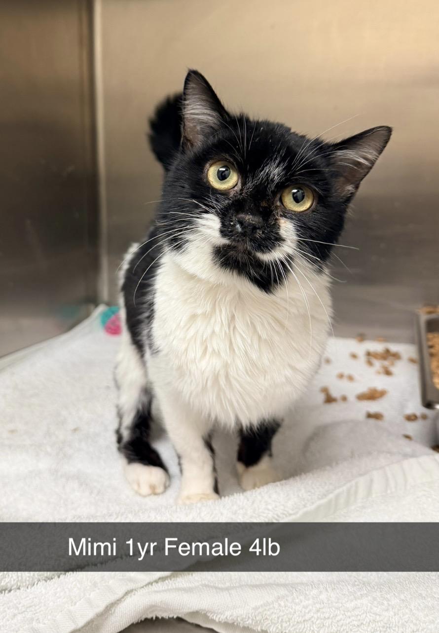 Mimi, ADOPTABLE, Adult Female Domestic Short Hair.