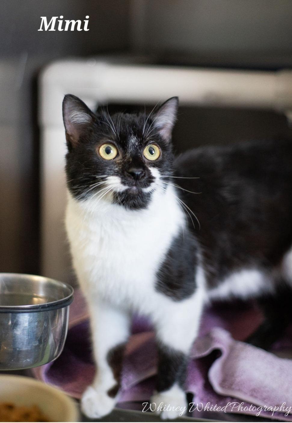 Mimi, ADOPTABLE, Adult Female Domestic Short Hair.