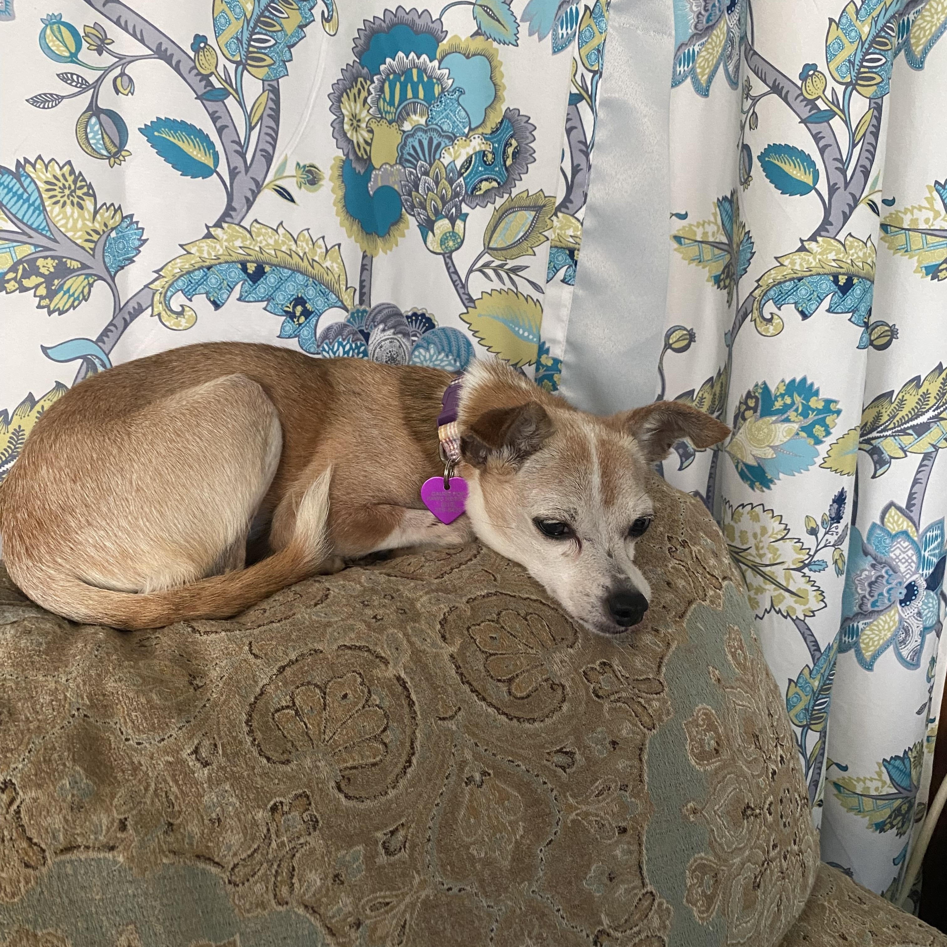 Daisy