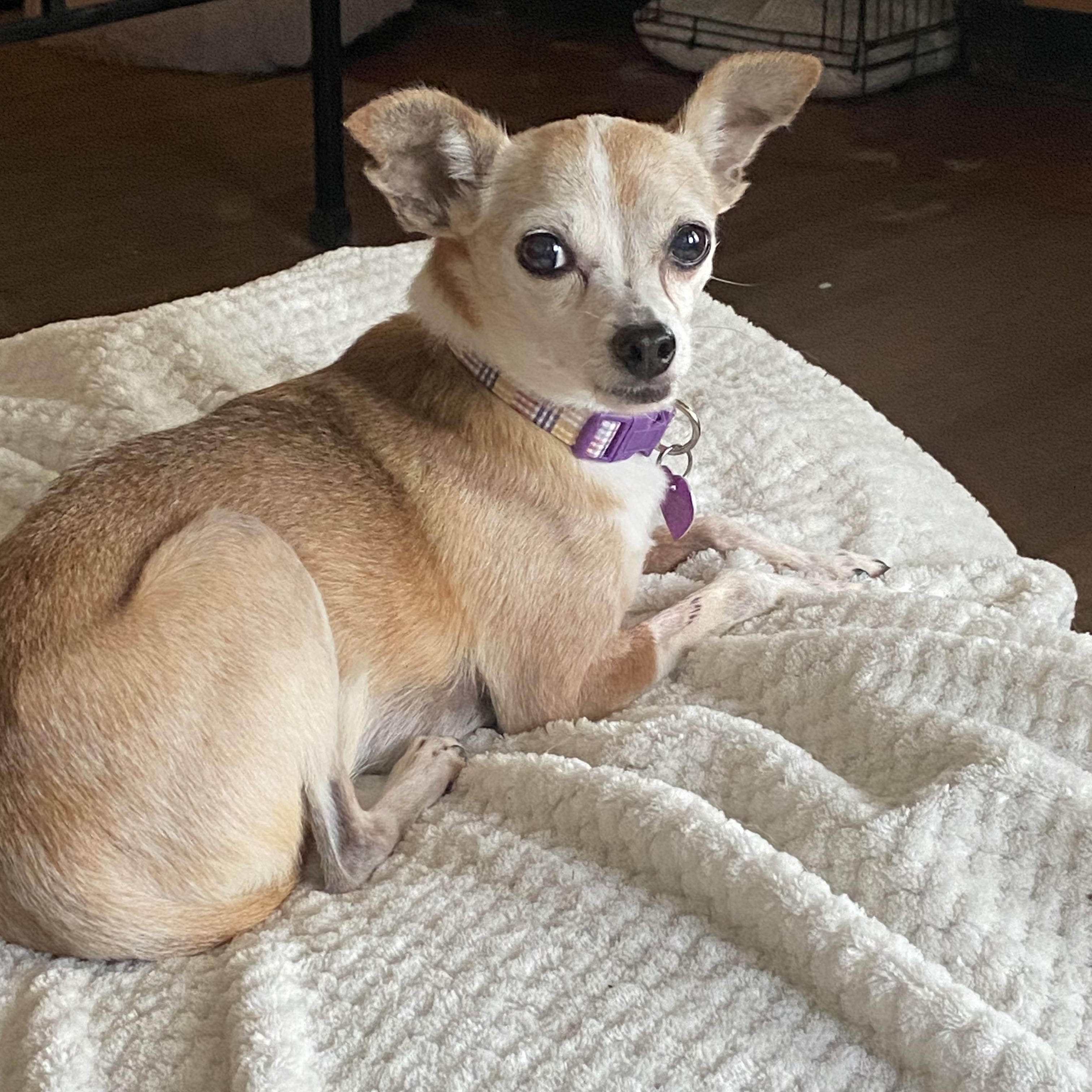 Daisy