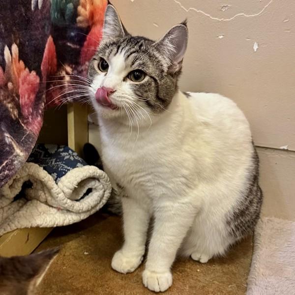 Enlarge Pancake, a Adoptable mixed breed in Walnut Creek, CA image 2/6