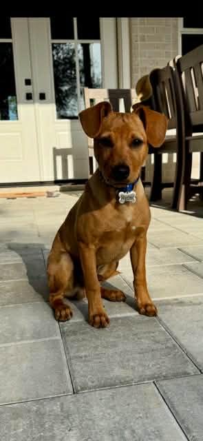Ryder, Adoptable, Young Male German Pinscher.