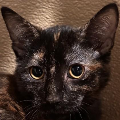 Noble Fir, Adoptable, Kitten Female Domestic Short Hair & Domestic Short Hair.