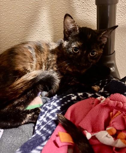 Enlarge Noble Fir, a Adoptable mixed breed in Pleasanton, CA image 2/3