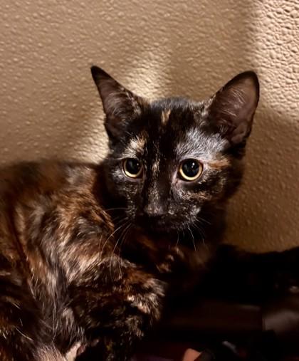 Enlarge Noble Fir, a Adoptable mixed breed in Pleasanton, CA image 3/3