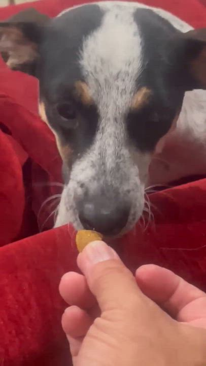 Enlarge Bella, a Adoptable mixed breed in PITTSBURGH, PA video 3/3