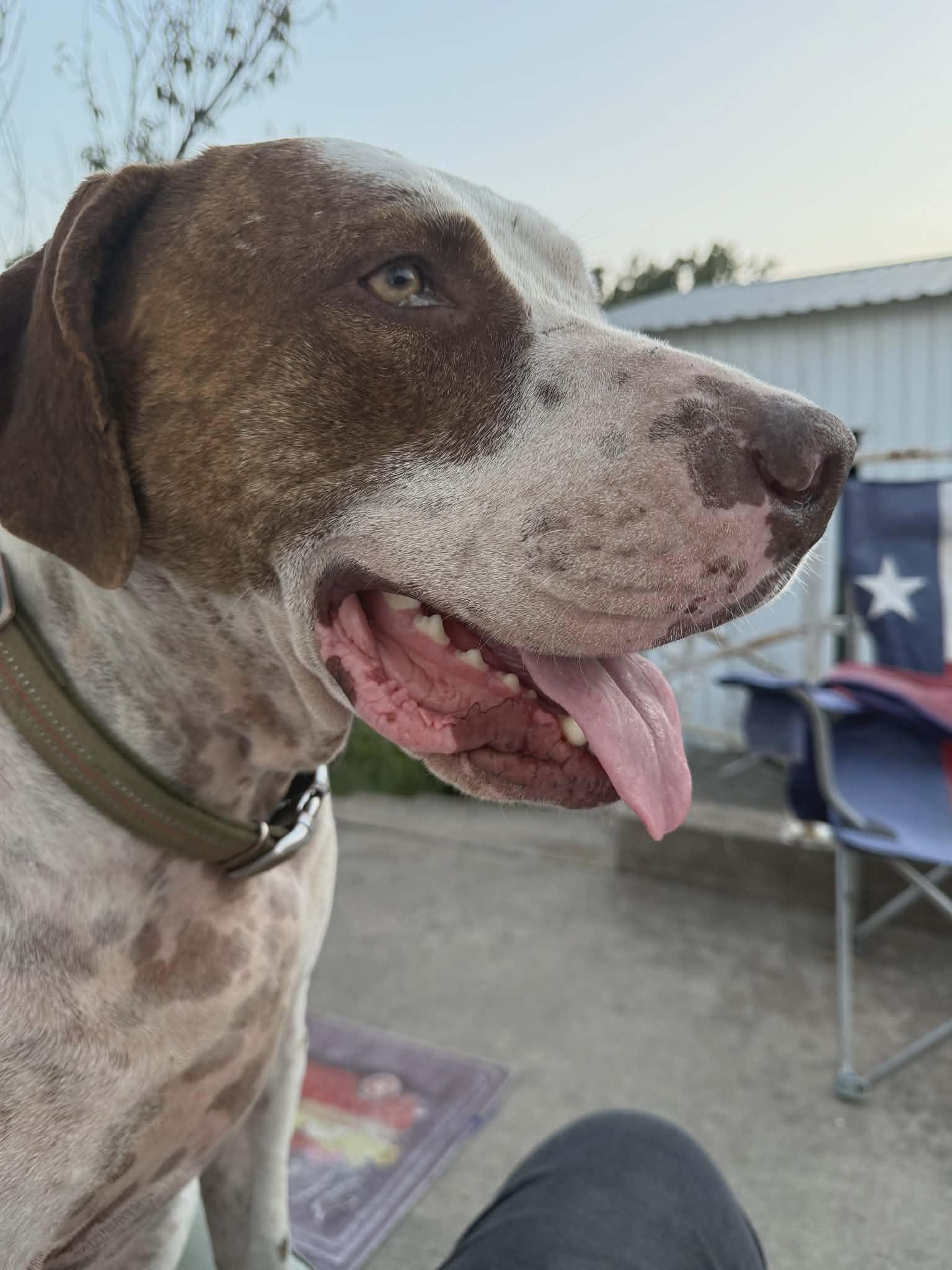 Enlarge Rowdy (Courtesty Post), a ADOPTABLE mixed breed in Bowie, TX image 1/1