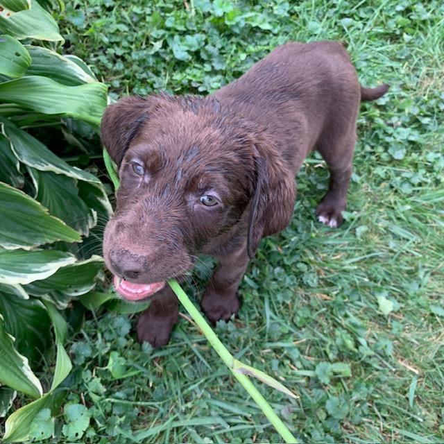Cooper, an adoptable Labradoodle in Lowell, IN, 46356 | Photo Image 3