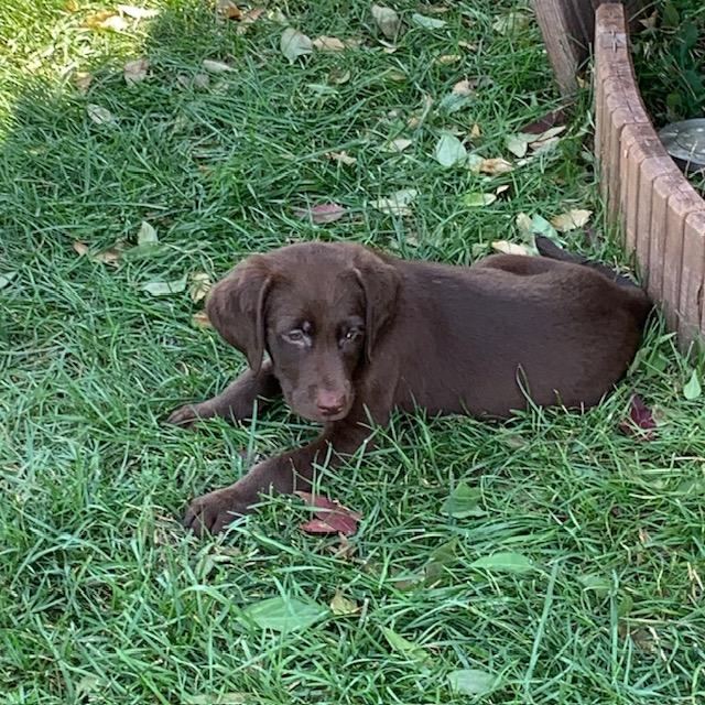 Cooper, an adoptable Labradoodle in Lowell, IN, 46356 | Photo Image 4