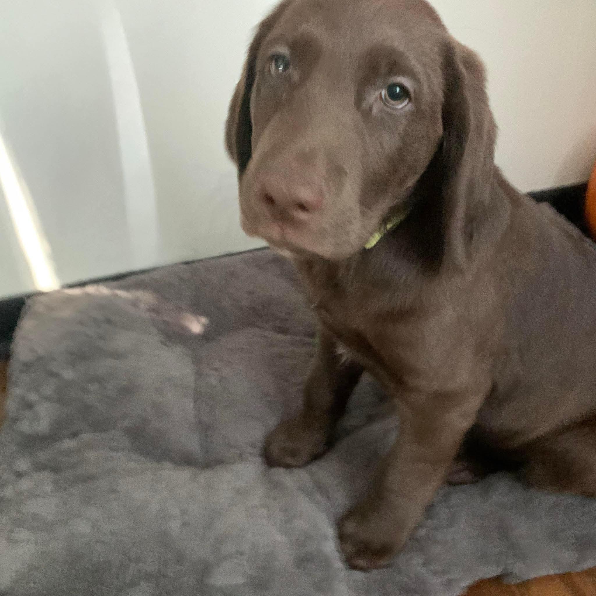 Cooper, an adoptable Labradoodle in Lowell, IN, 46356 | Photo Image 1