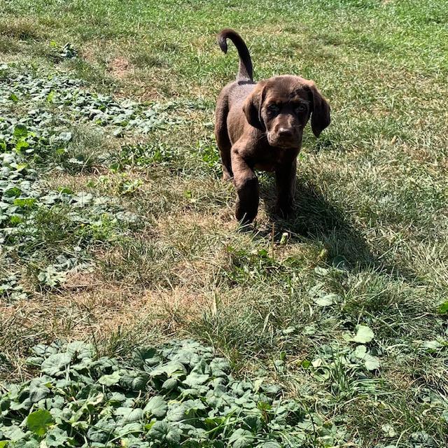 Cooper, an adoptable Labradoodle in Lowell, IN, 46356 | Photo Image 5