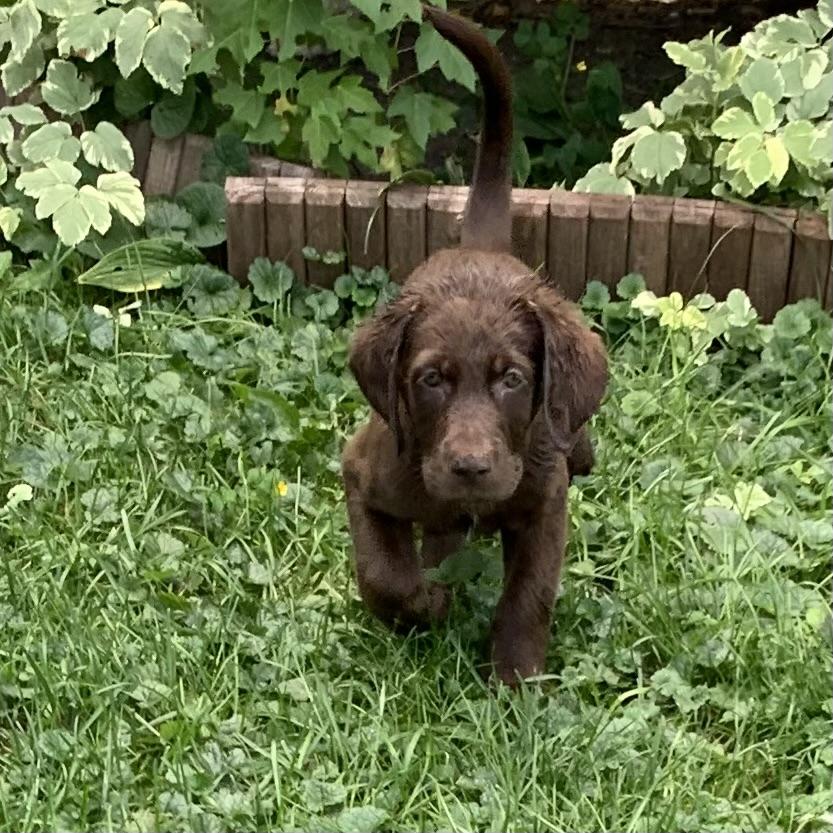 Cooper, an adoptable Labradoodle in Lowell, IN, 46356 | Photo Image 2