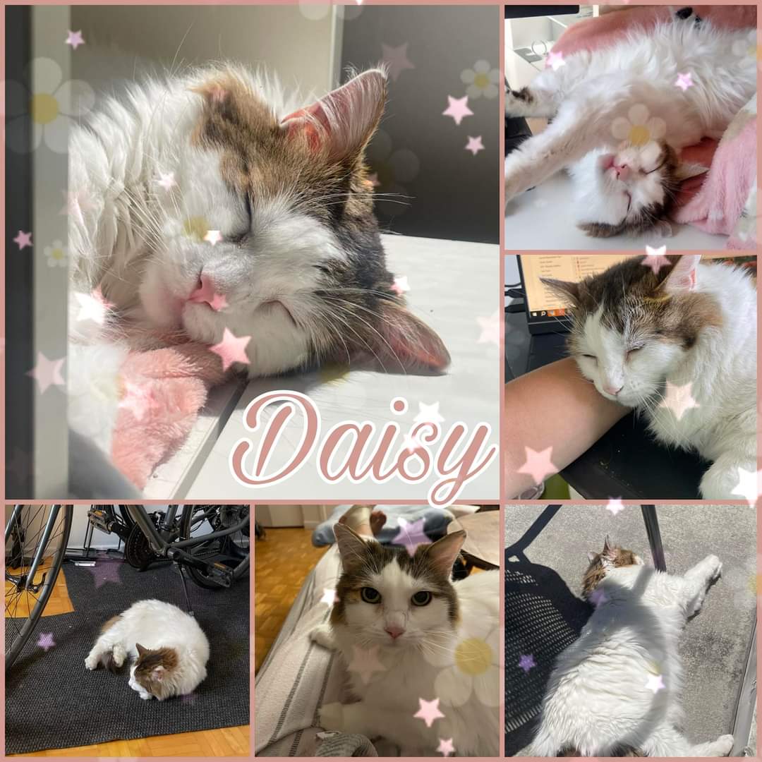 Daisy, Adoptable, Adult Female Domestic Medium Hair.