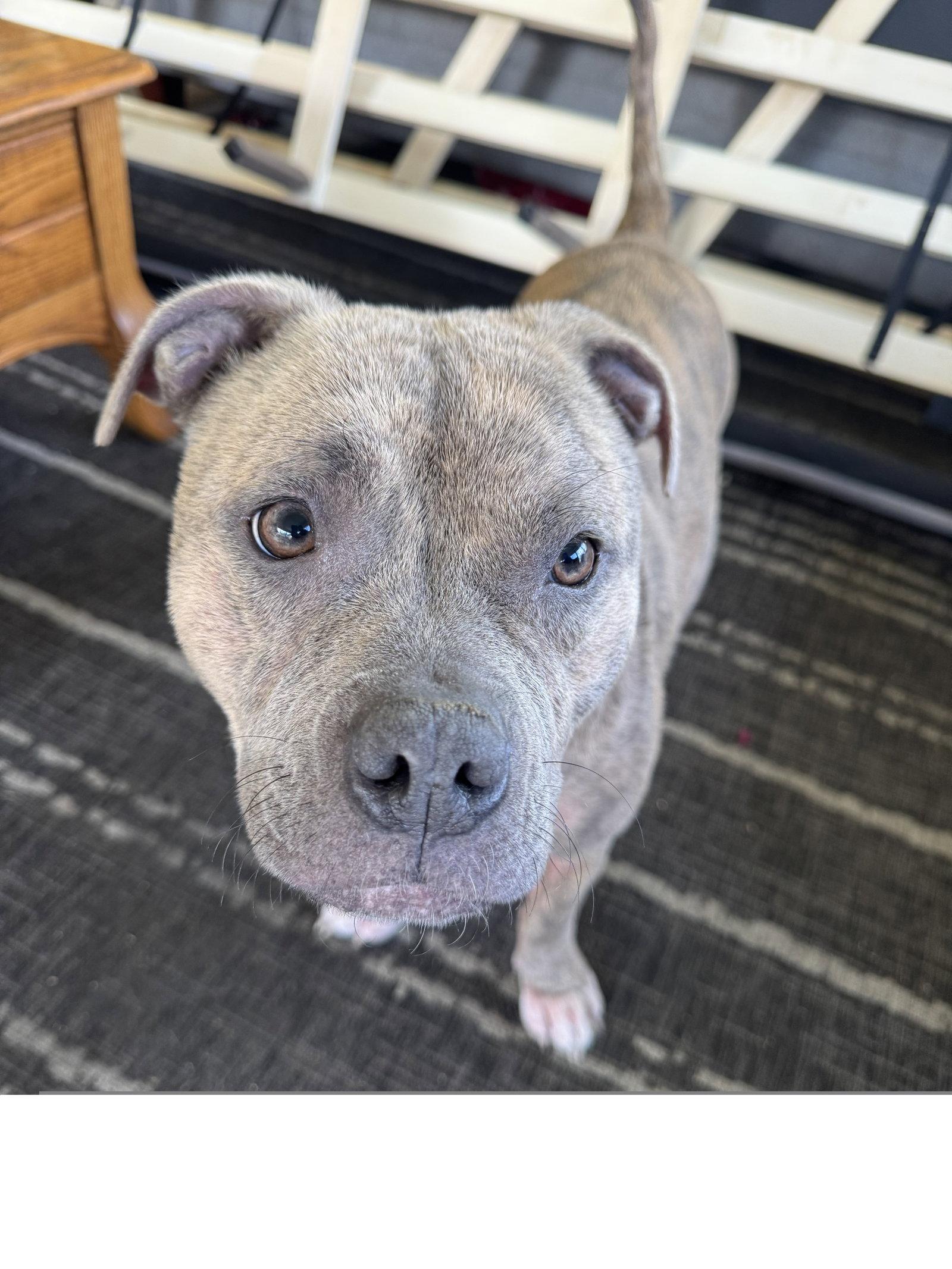 Leia, a Adoptable Pit Bull Terrier in Los Angeles, CA image 1/3
