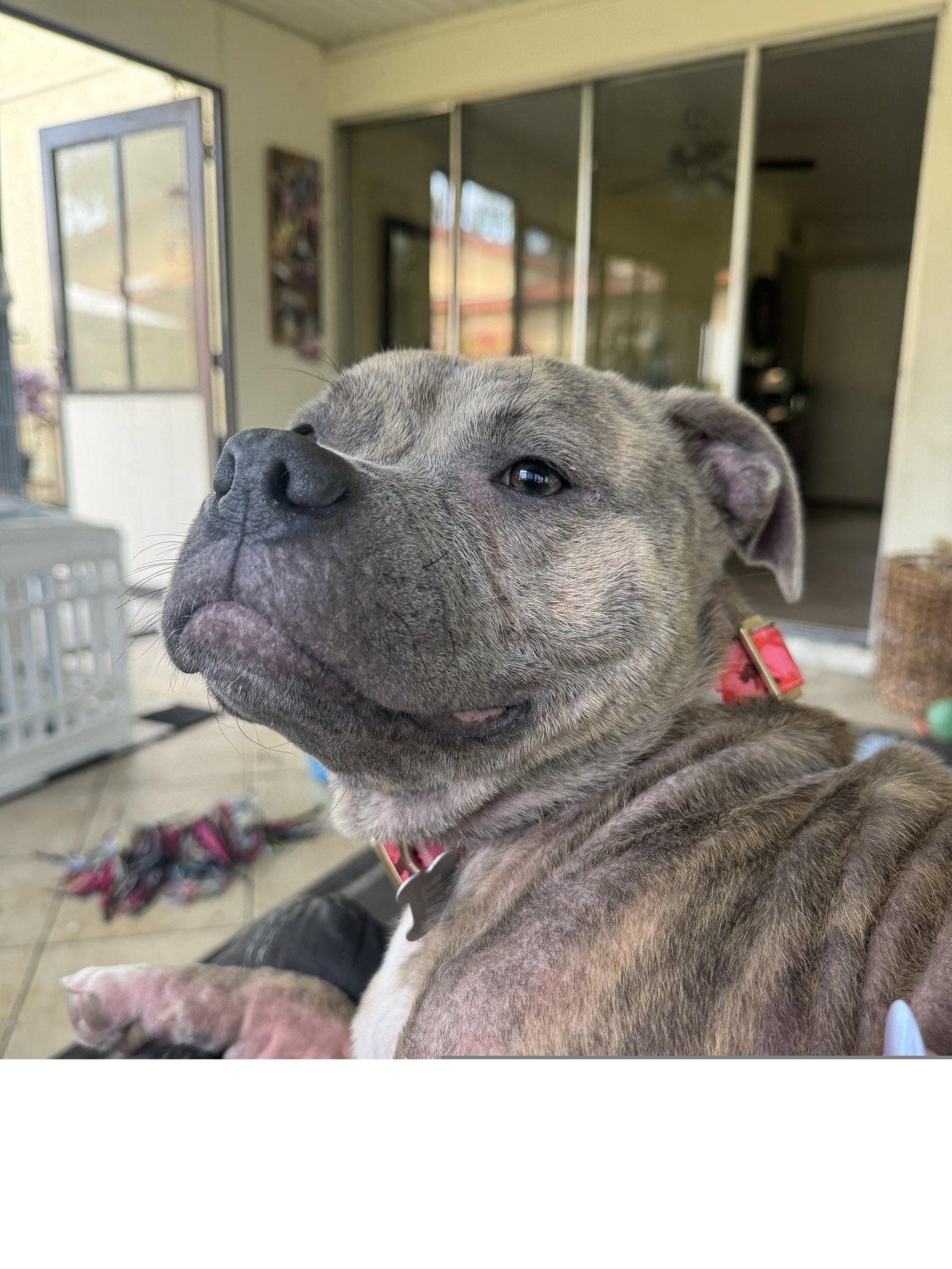 Leia, a Adoptable Pit Bull Terrier in Los Angeles, CA image 2/3