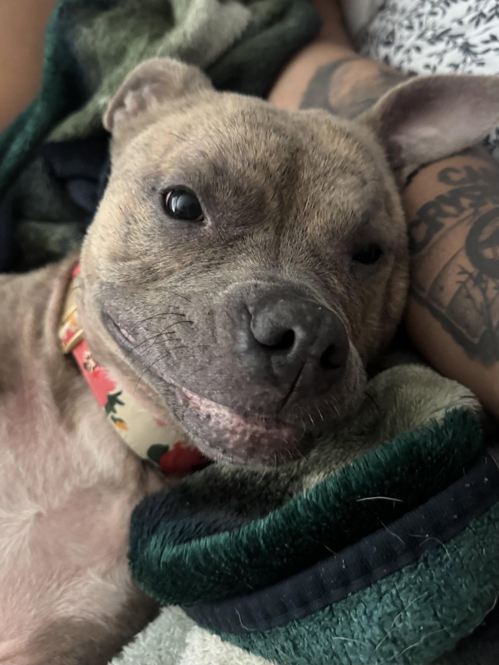 Leia, a Adoptable Pit Bull Terrier in Los Angeles, CA image 3/3