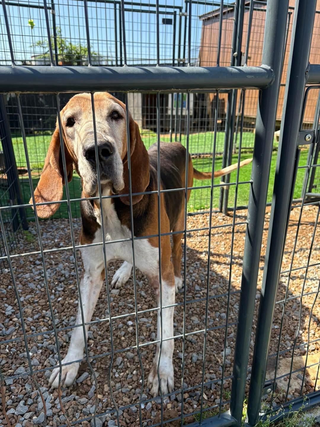 Enlarge Horace, a Adopted Treeing Walker Coonhound in Shelbyville, TN image 1/3