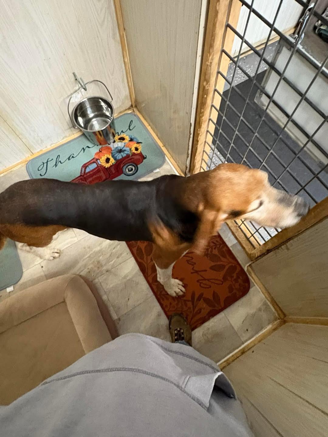 Enlarge Horace, a Adopted Treeing Walker Coonhound in Shelbyville, TN image 3/3