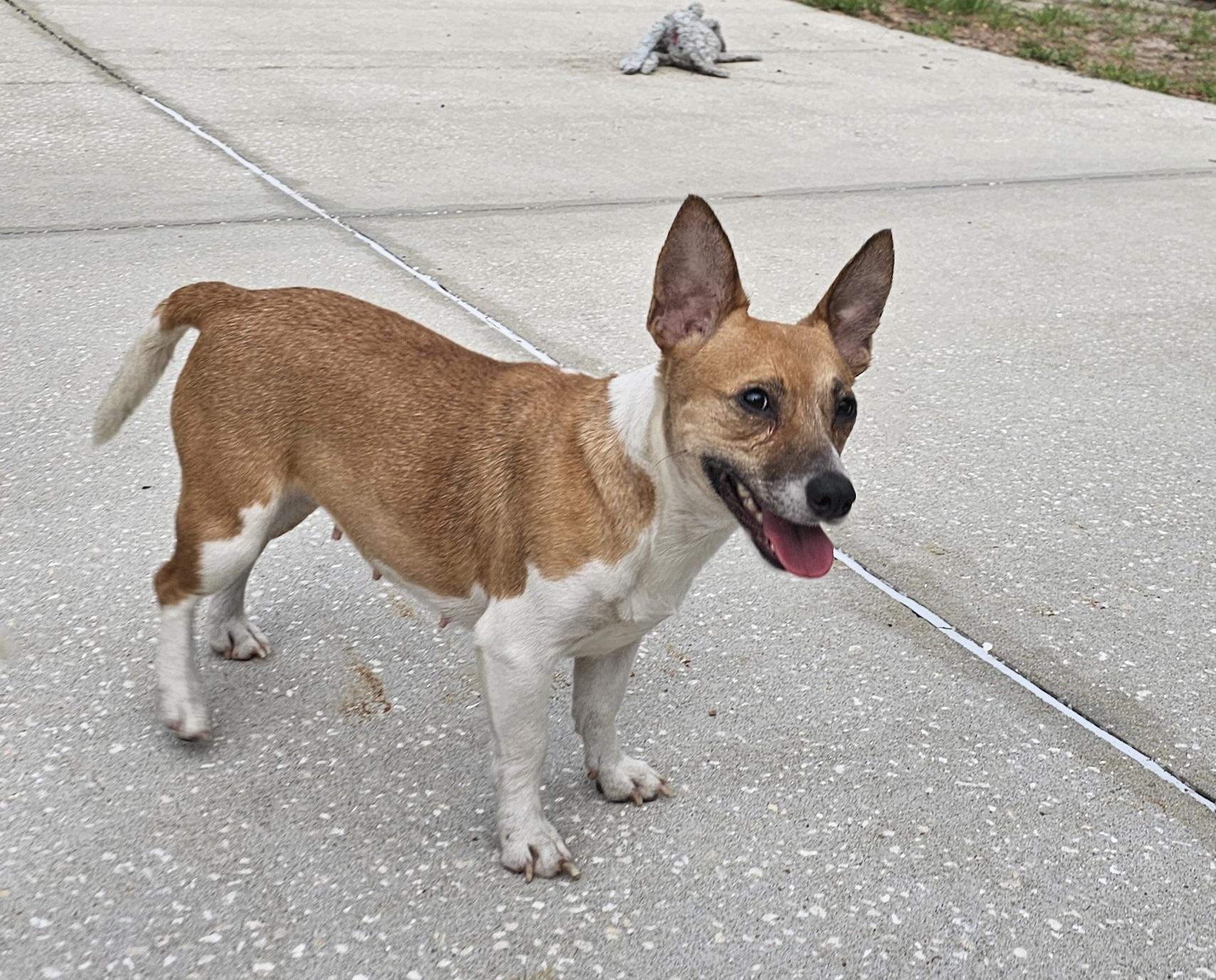 Enlarge Tammy, a ADOPTABLE mixed breed in Weeki Wachee, FL image 2/5