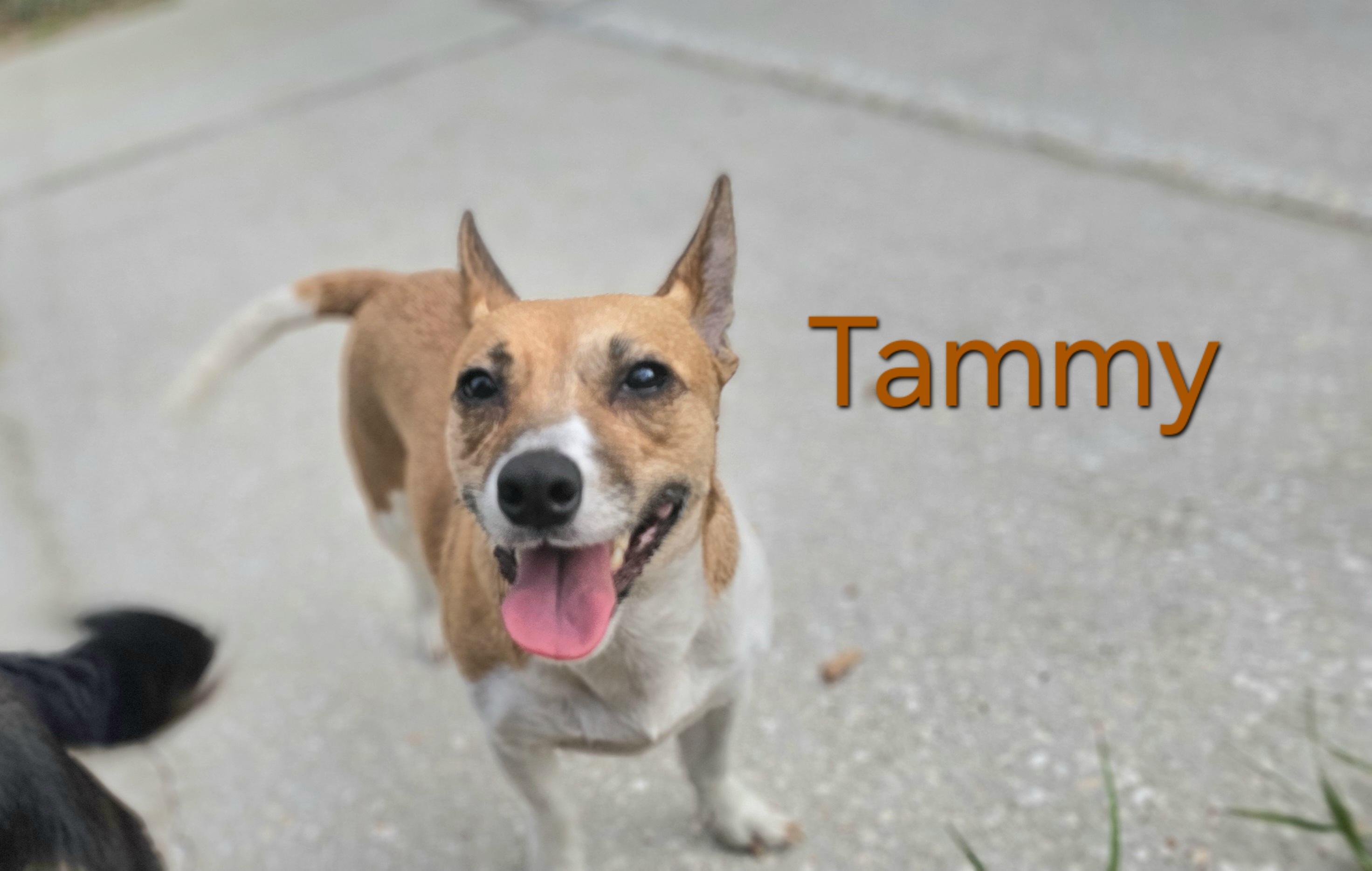 Enlarge Tammy, a ADOPTABLE mixed breed in Weeki Wachee, FL image 3/5