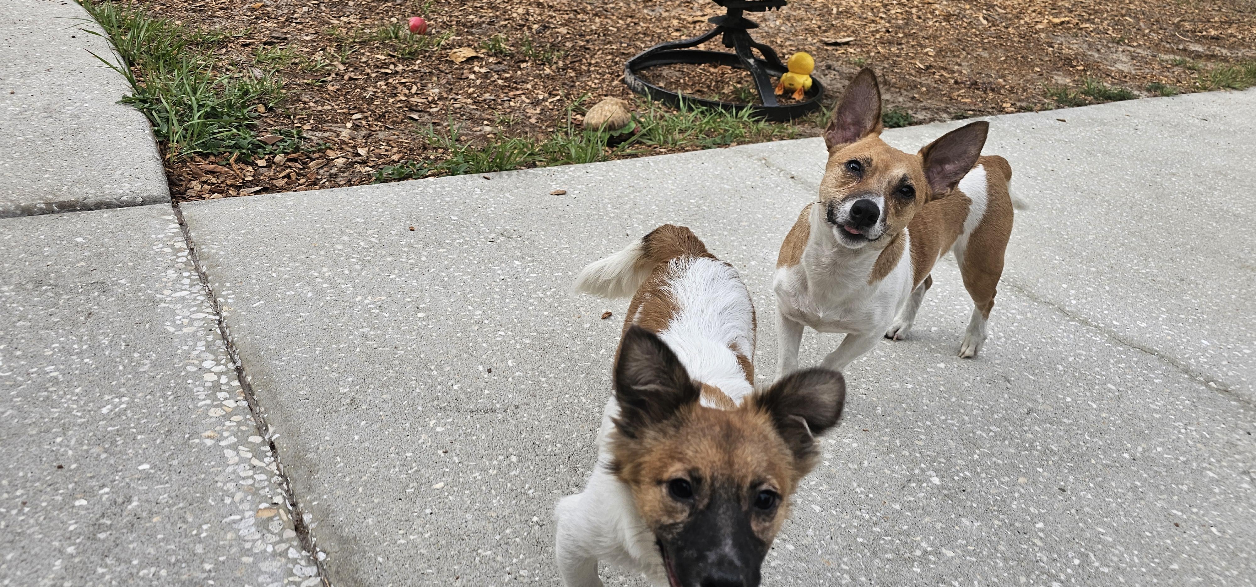 Enlarge Tammy, a ADOPTABLE mixed breed in Weeki Wachee, FL image 1/5