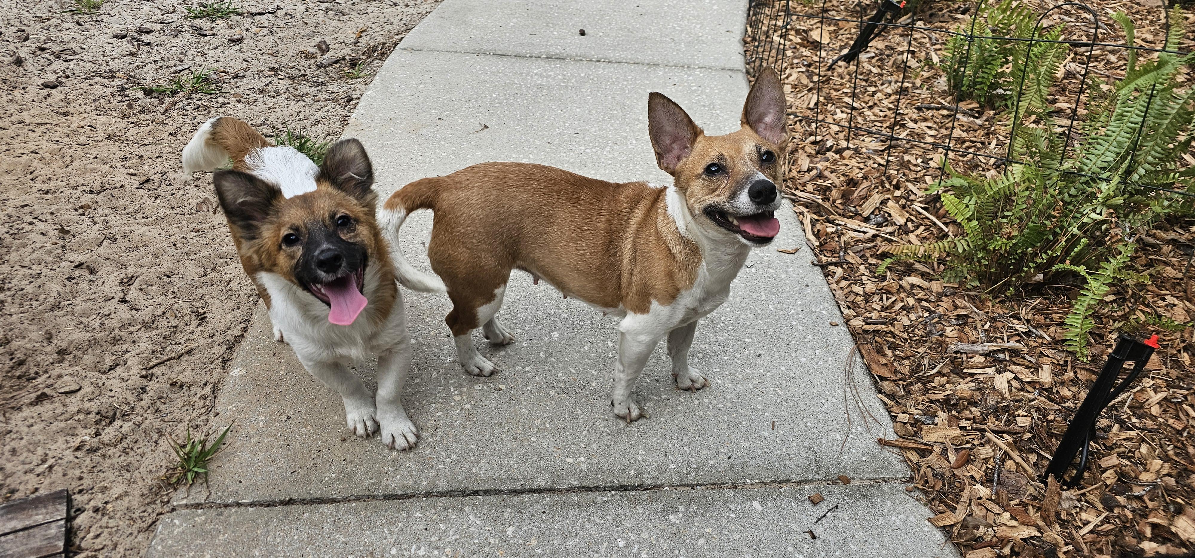 Enlarge Tammy, a ADOPTABLE mixed breed in Weeki Wachee, FL image 5/5