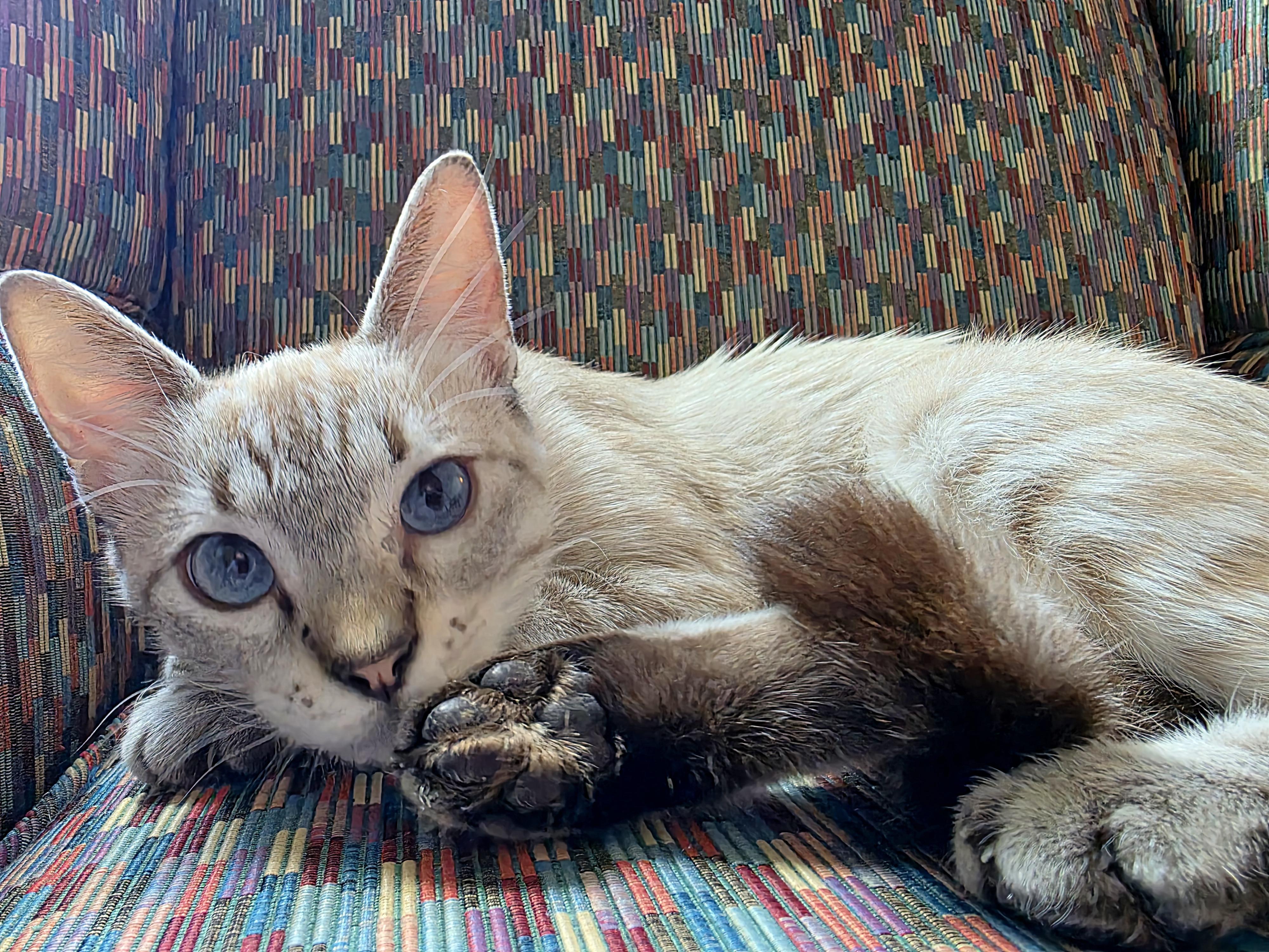 Hazel - Lynx Point Siamese, an adopted Siamese in Houston, TX image 2/5