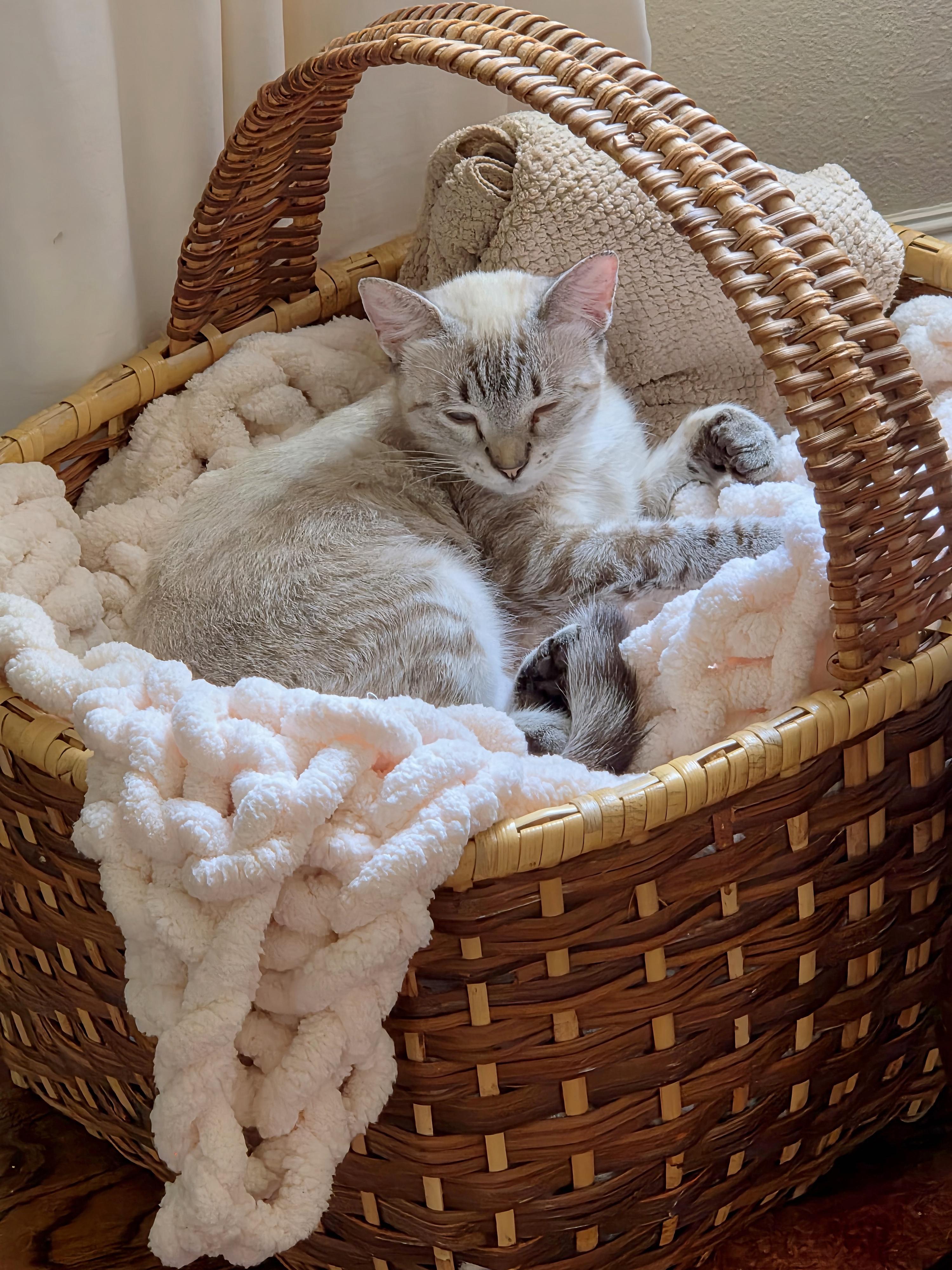 Hazel - Lynx Point Siamese, an adopted Siamese in Houston, TX image 5/5