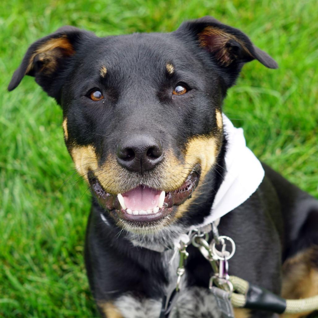 Klaus (Fushi), Adoptable, Adult Male Rottweiler & Australian Cattle Dog / Blue Heeler.