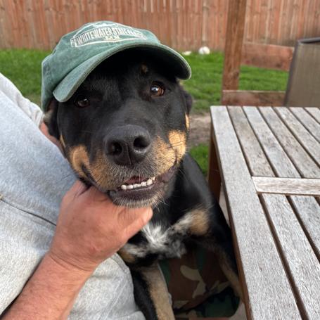 Klaus (Fushi), a Adoptable mixed breed in Crystal, MN image 2/6