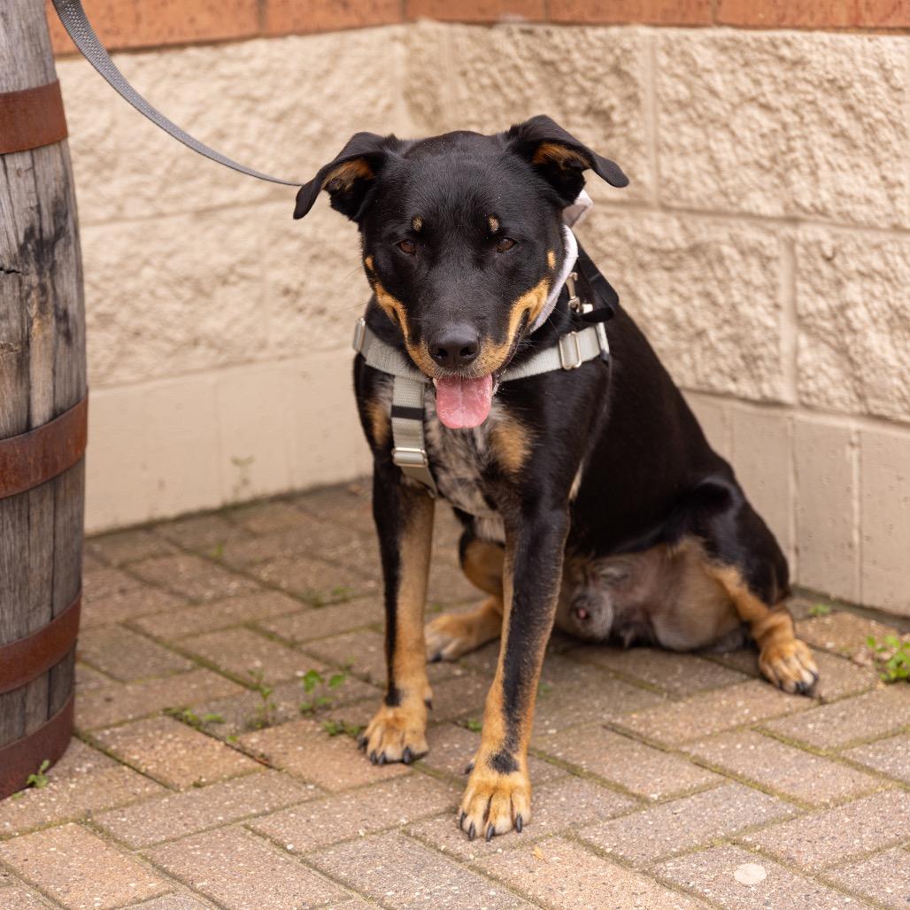 Klaus (Fushi), a Adoptable mixed breed in Crystal, MN image 4/6