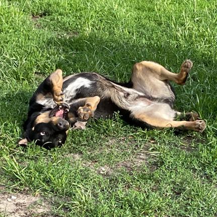 Klaus (Fushi), a Adoptable mixed breed in Crystal, MN image 5/6