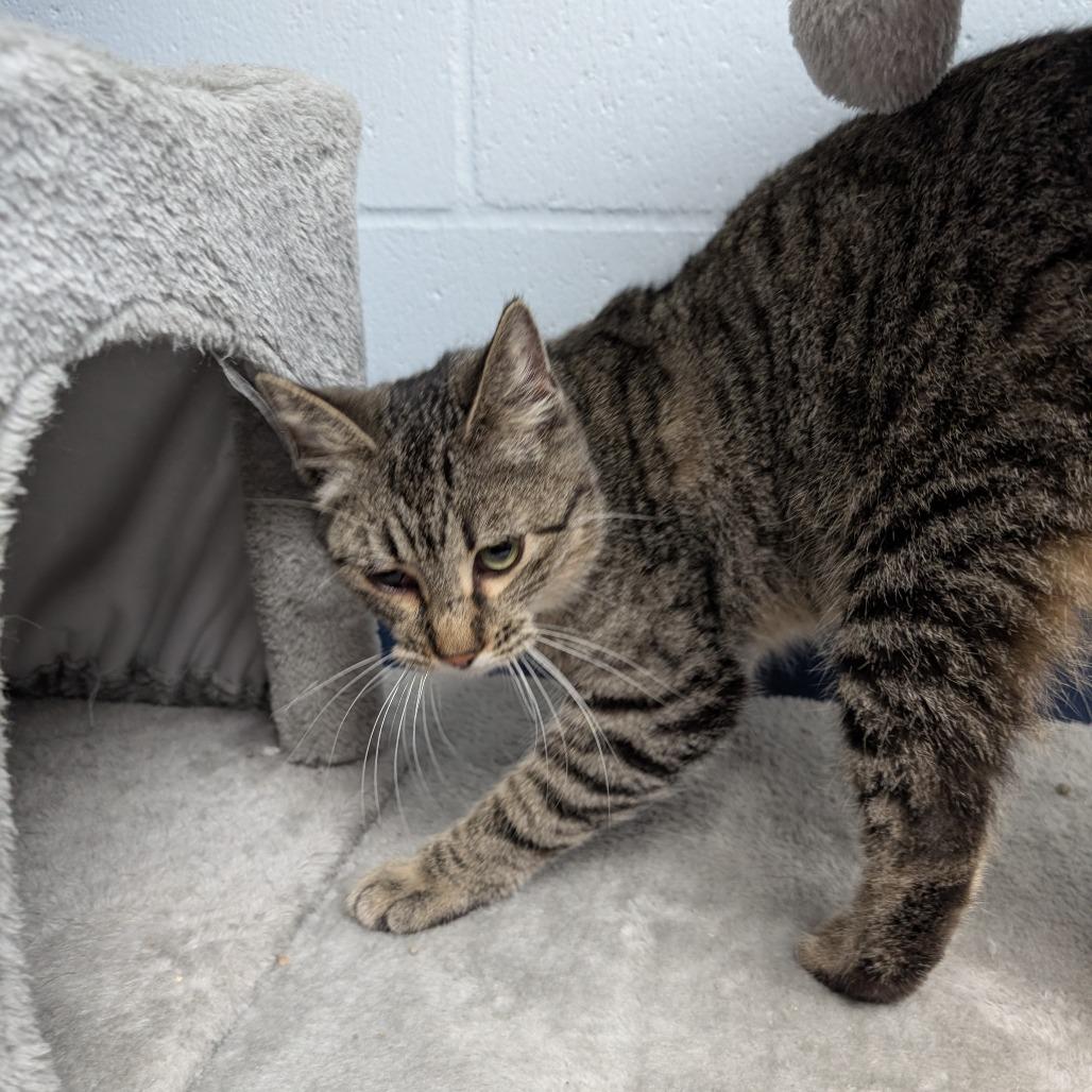 Esperanza, Adoptable, Young Female Domestic Short Hair.